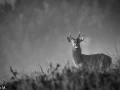 307 brame du cerf 2020 photo de annik m