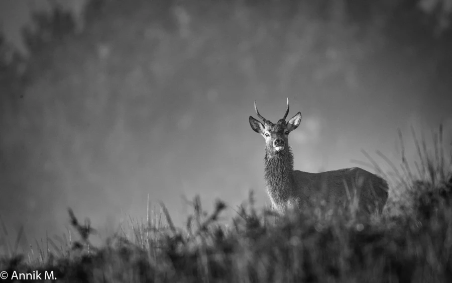 307 brame du cerf 2020 photo de annik m