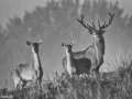 308 brame du cerf 2020 photo de annik m