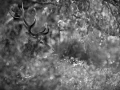 309 brame du cerf 2020 photo de annik m