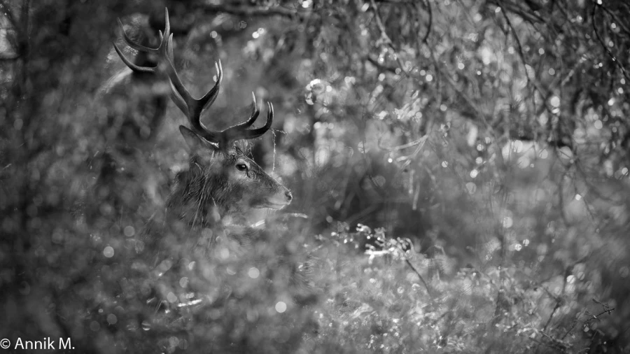 309 brame du cerf 2020 photo de annik m