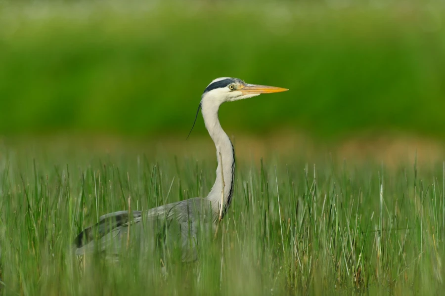 Photo réalisée depuis un affût flottant sur un étange de la Dombes.