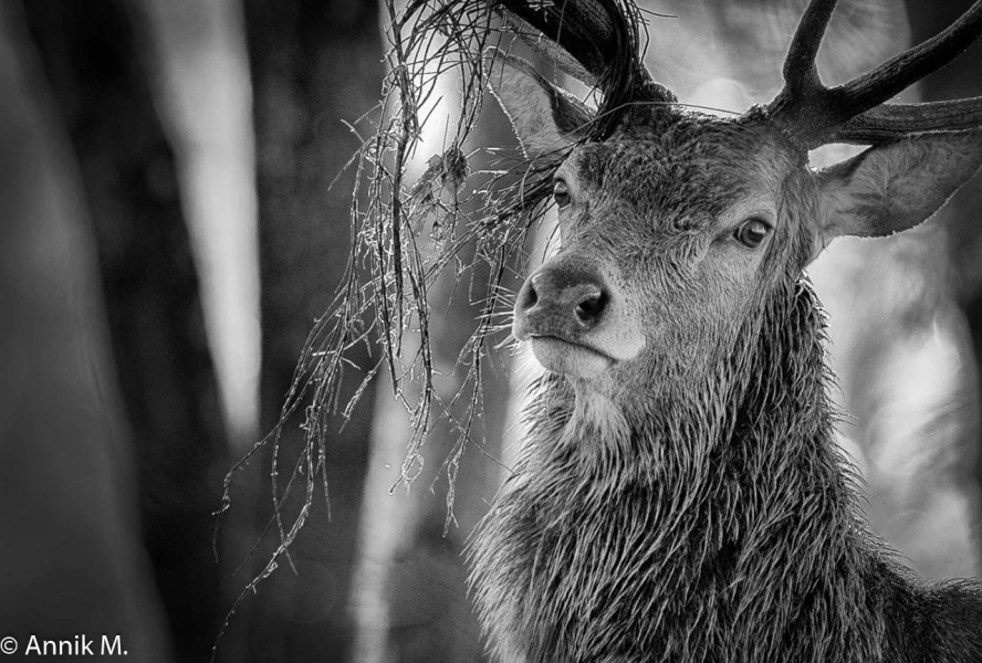 310 brame du cerf 2020 photo de annik m