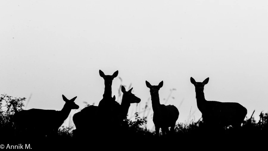 311 brame du cerf 2020 photo de annik m