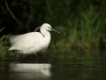 Photo réalisée depuis un affût flottant sur un étange de la Dombes.