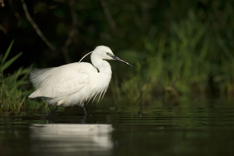Photo réalisée depuis un affût flottant sur un étange de la Dombes.