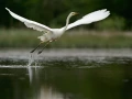 Photo réalisée depuis un affût flottant sur un étange de la Dombes.