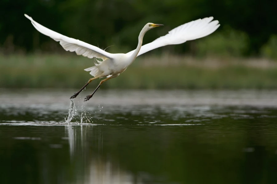 Photo réalisée depuis un affût flottant sur un étange de la Dombes.