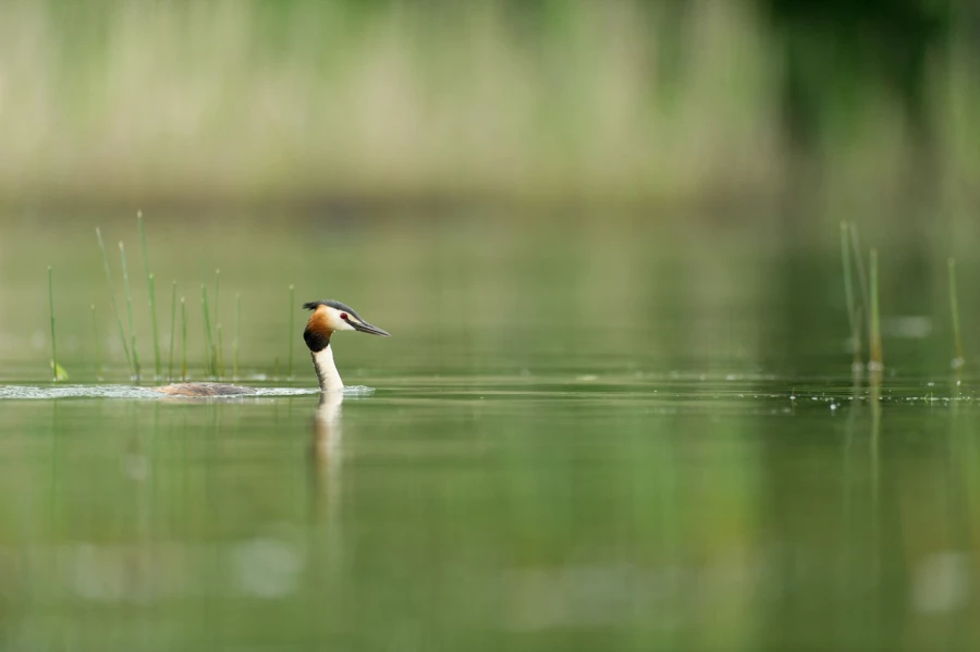 Photo réalisée depuis un affût flottant sur un étange de la Dombes.