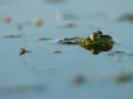 Photo réalisée depuis un affût flottant sur un étange de la Dombes.