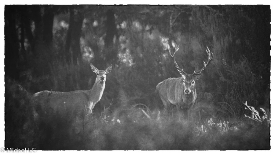 405 brame du cerf 2020 photo de michel lg