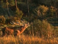 500 brame du cerf 2020 photo de marie louise b