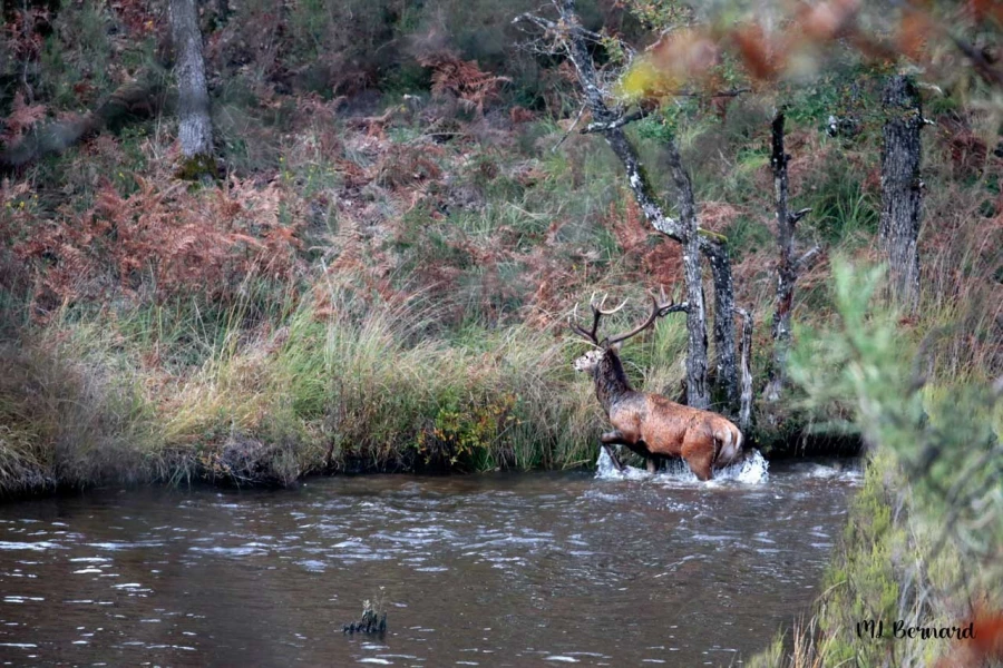 504 brame du cerf 2020 photo de marie louise b