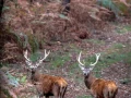 505 brame du cerf 2020 photo de marie louise b