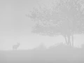 Photo en high-key d'un cerf pendant le brame du cerf.