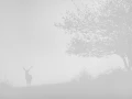 Photo en high-key d'un cerf pendant le brame du cerf.