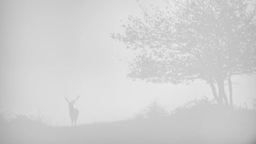 Photo en high-key d'un cerf pendant le brame du cerf.