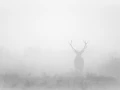 Photo en high-key d'un cerf pendant le brame du cerf.