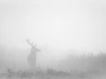 Photo of a red deer stag in high-key during the rut of the deer.