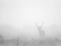 Photo en high-key d'un cerf pendant le brame du cerf.