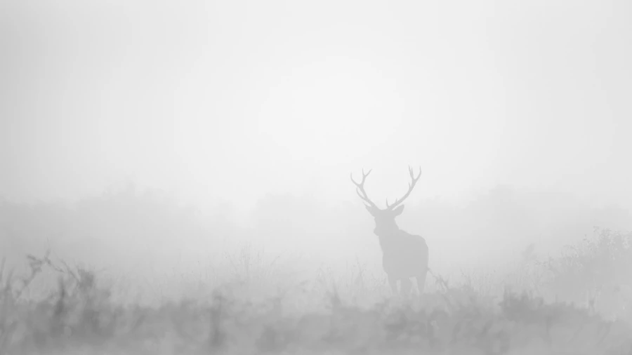 Photo en high-key d'un cerf pendant le brame du cerf.