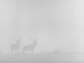 Photo en high-key d'un cerf pendant le brame du cerf.