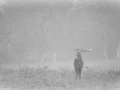 Photo en high-key d'un cerf pendant le brame du cerf.
