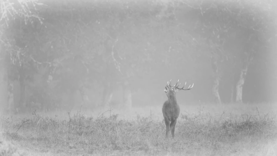 Photo en high-key d'un cerf pendant le brame du cerf.
