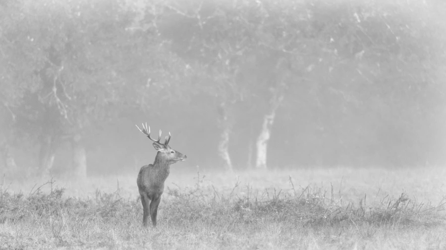 Photo of a red deer stag in high-key during the rut of the deer.