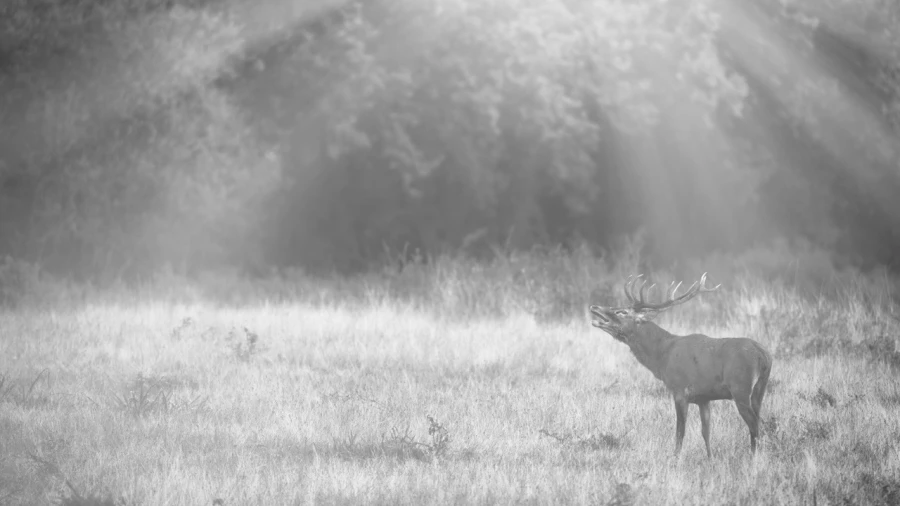 Photo en high-key d'un cerf pendant le brame du cerf.