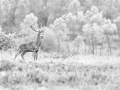 Photo en high-key d'un cerf pendant le brame du cerf.