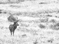 Photo en high-key d'un cerf pendant le brame du cerf.