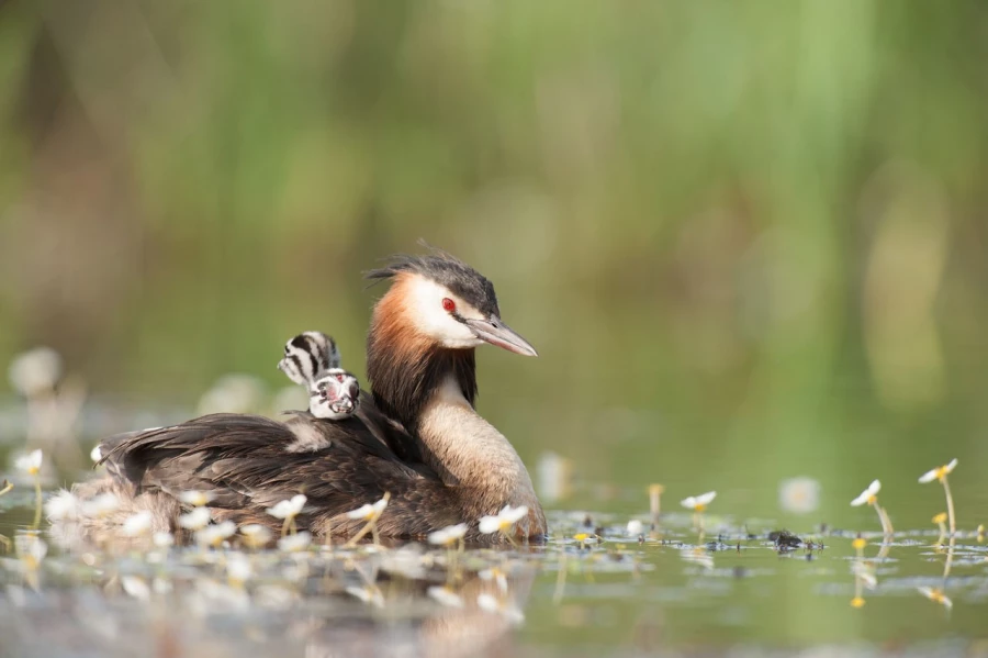 Photo taken from a floating blind in a pond in la Dombes in France.