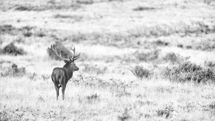 Photo of a red deer stag in high-key during the rut of the deer.