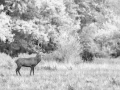 Photo of a red deer stag in high-key during the rut of the deer.