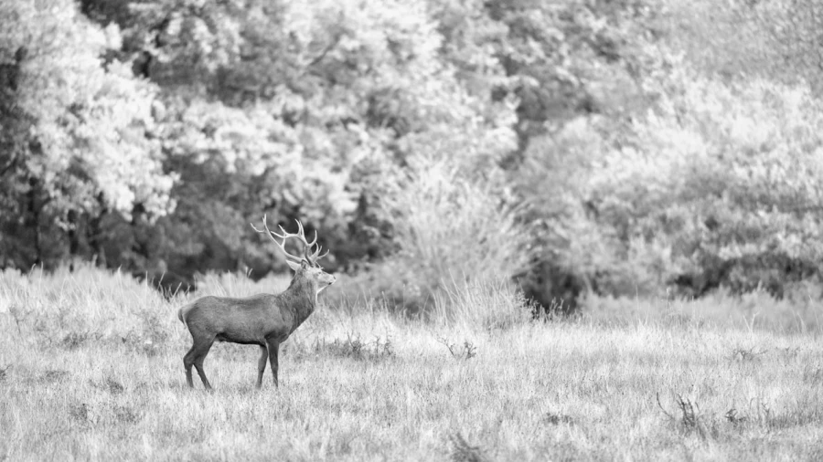 Photo of a red deer stag in high-key during the rut of the deer.