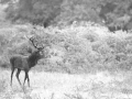 Photo en high-key d'un cerf pendant le brame du cerf.