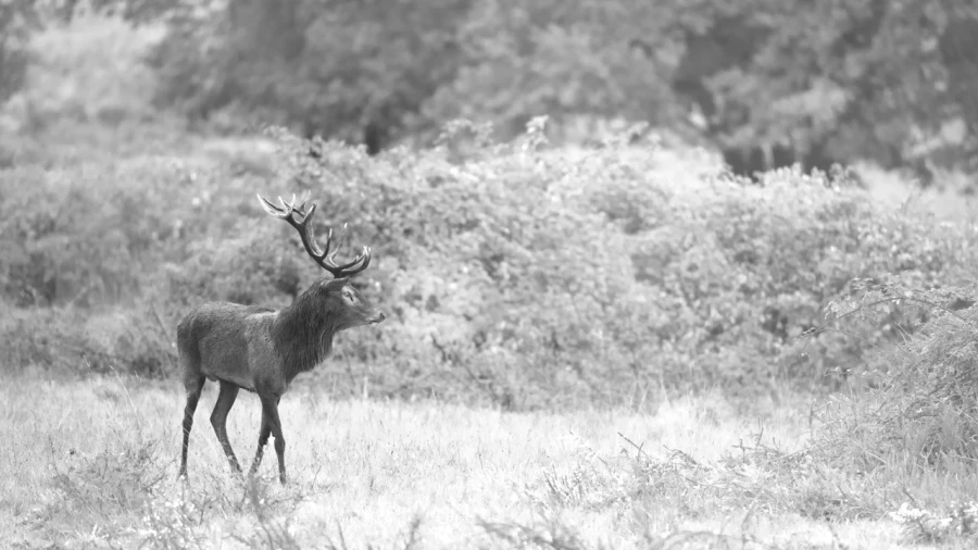 Photo of a red deer stag in high-key during the rut of the deer.