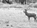 Photo en high-key d'un cerf pendant le brame du cerf.