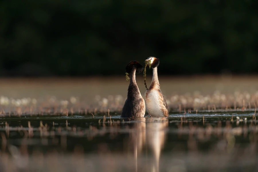 Photo taken from a floating blind in a pond in la Dombes in France.