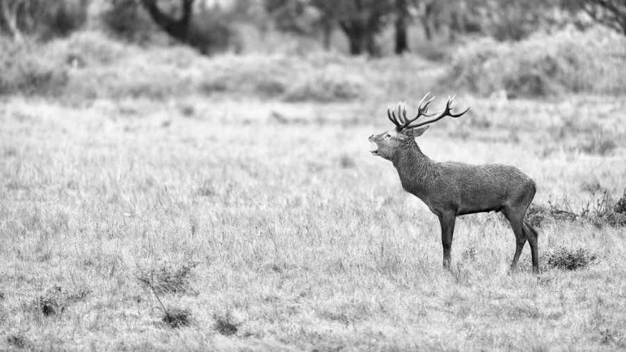 Photo of a red deer stag in high-key during the rut of the deer.