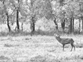 Photo en high-key d'un cerf pendant le brame du cerf.