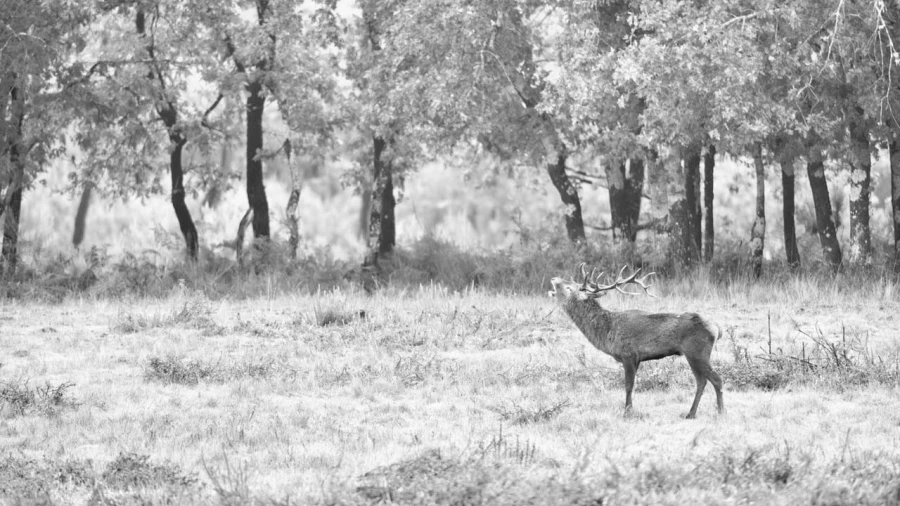 Photo en high-key d'un cerf pendant le brame du cerf.