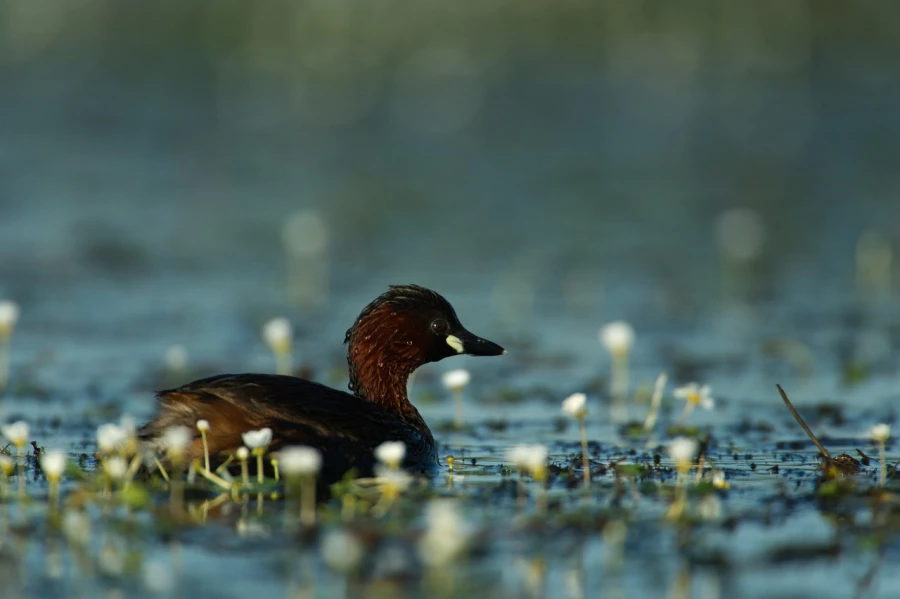 Photo taken from a floating blind in a pond in la Dombes in France.