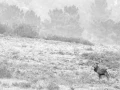 Photo en high-key d'un cerf pendant le brame du cerf.