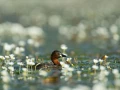 Photo taken from a floating blind in a pond in la Dombes in France.
