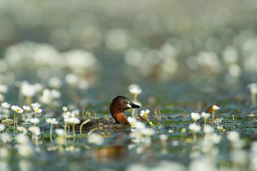 Photo taken from a floating blind in a pond in la Dombes in France.