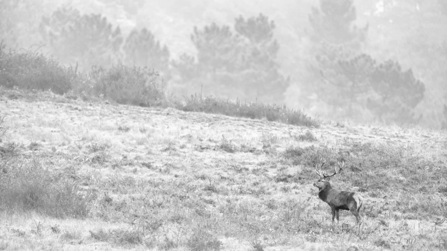 Photo of a red deer stag in high-key during the rut of the deer.
