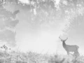 Photo en high-key d'un cerf pendant le brame du cerf.