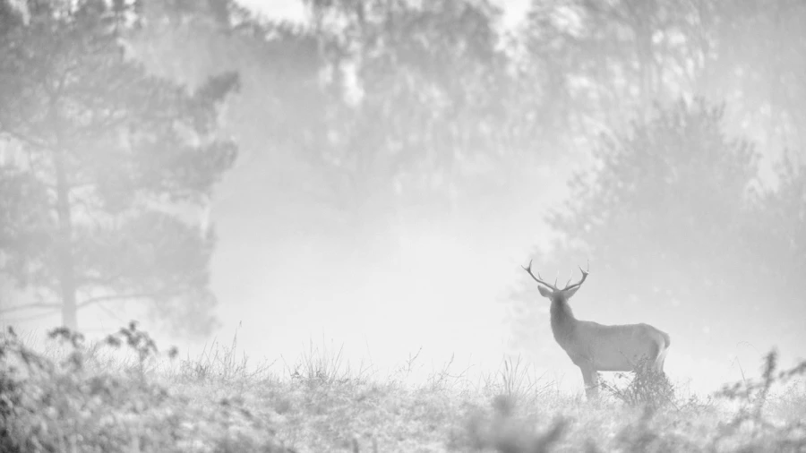 Photo en high-key d'un cerf pendant le brame du cerf.